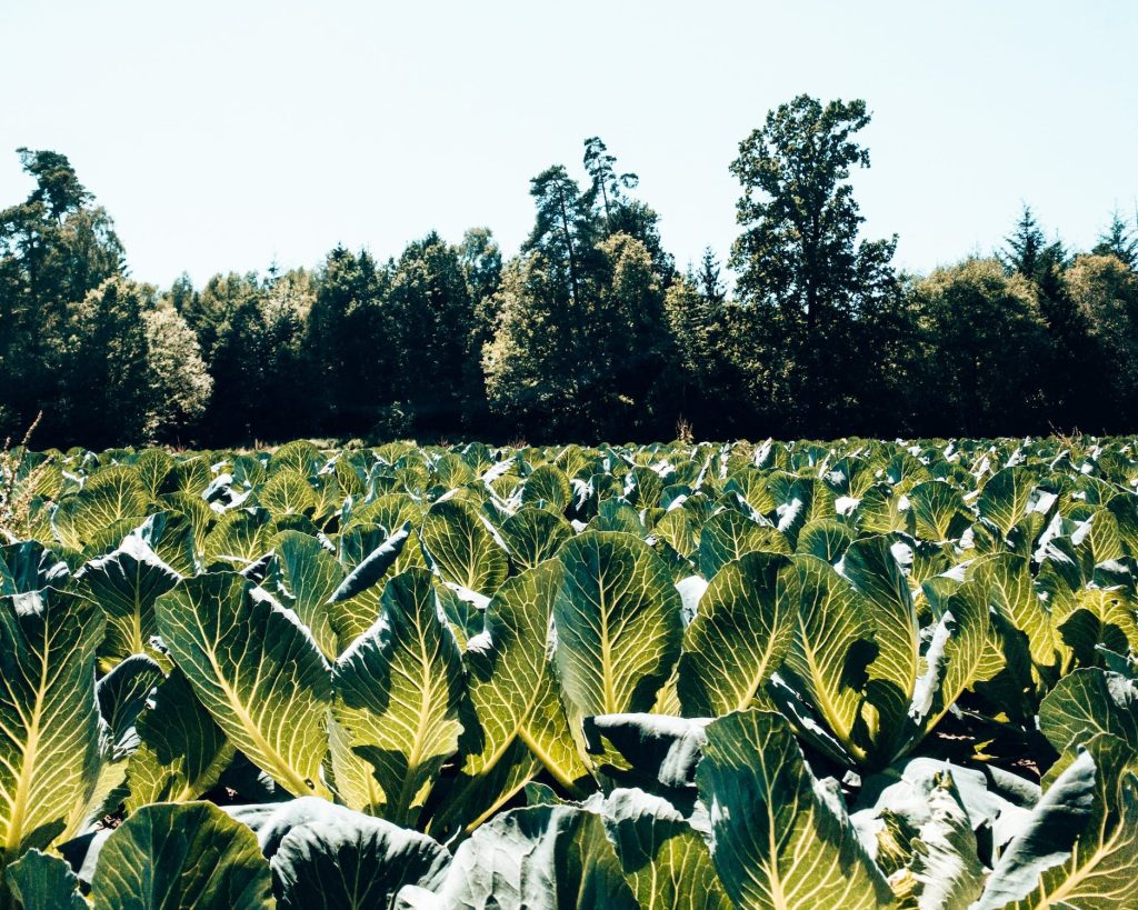 FederBio: «Col 25% di terreni coltivati a biologico si diminuirebbero del 15% le emissioni di gas serra dell’agricoltura»