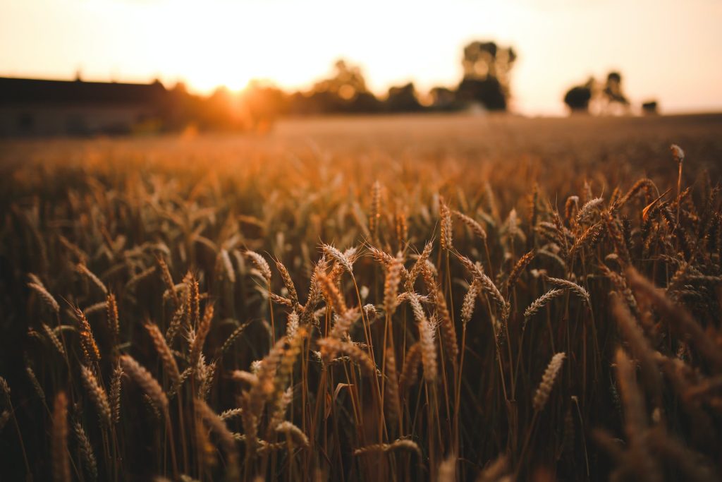 FederBio: l’agricoltura biologica è la risposta migliore per la transizione verso sistemi agroalimentari sostenibili