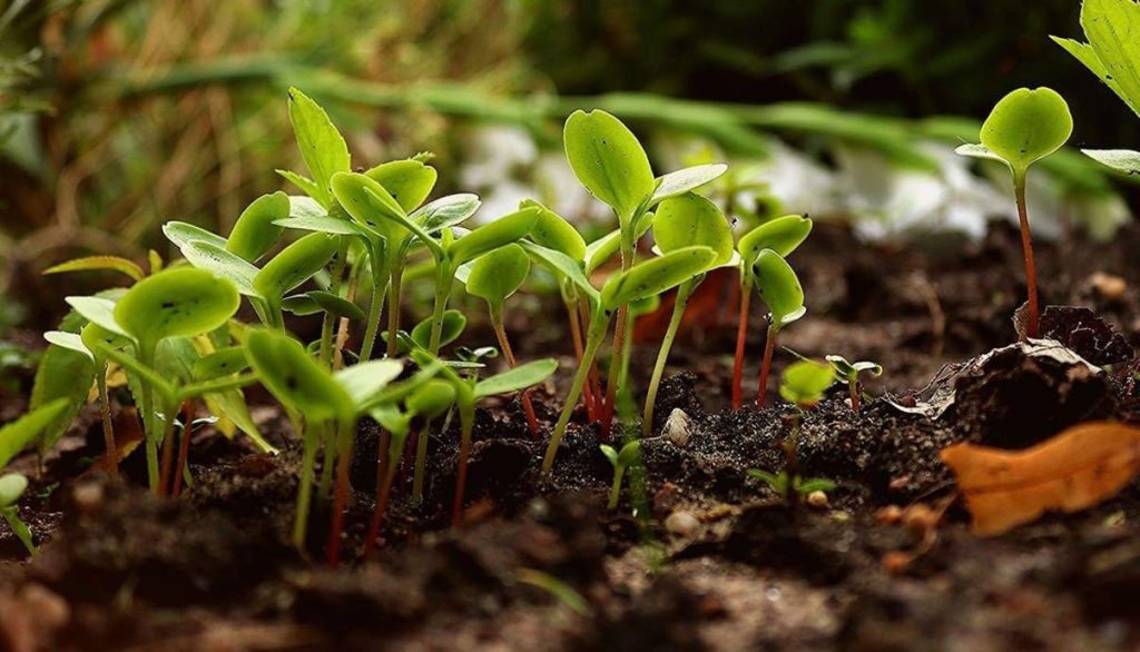 Federbio: «Giornata della Terra: puntare sulla transizione agroecologica»