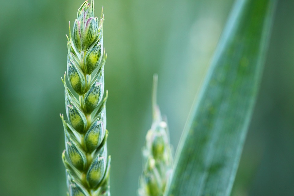 Federbio: «Giornata mondiale dell’ambiente, agricoltura biologica tassello fondamentale»