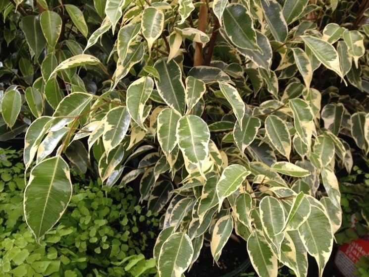 Ficus benjamin: coltivarlo al naturale