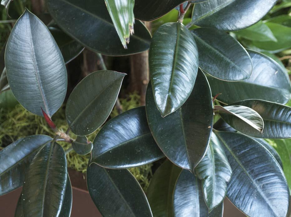 Ficus elastica o Fico del caucciù. Caratteristiche e coltivazione