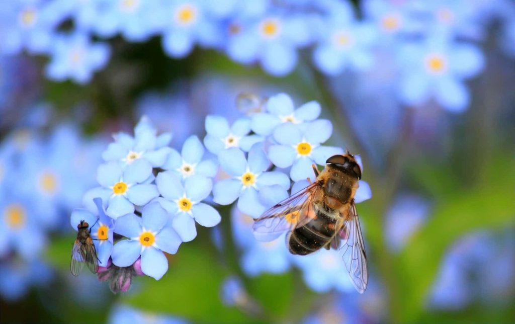 Fiori selvatici a rischio: mancano gli impollinatori