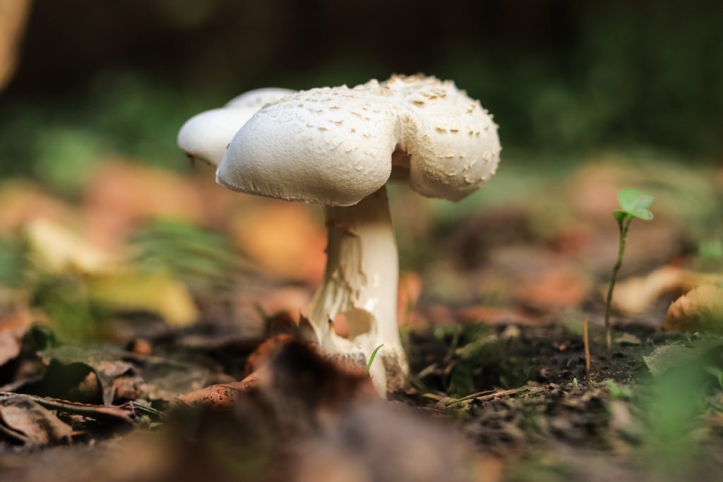 Funghi: ciò che viene dalla terra, torna alla terra