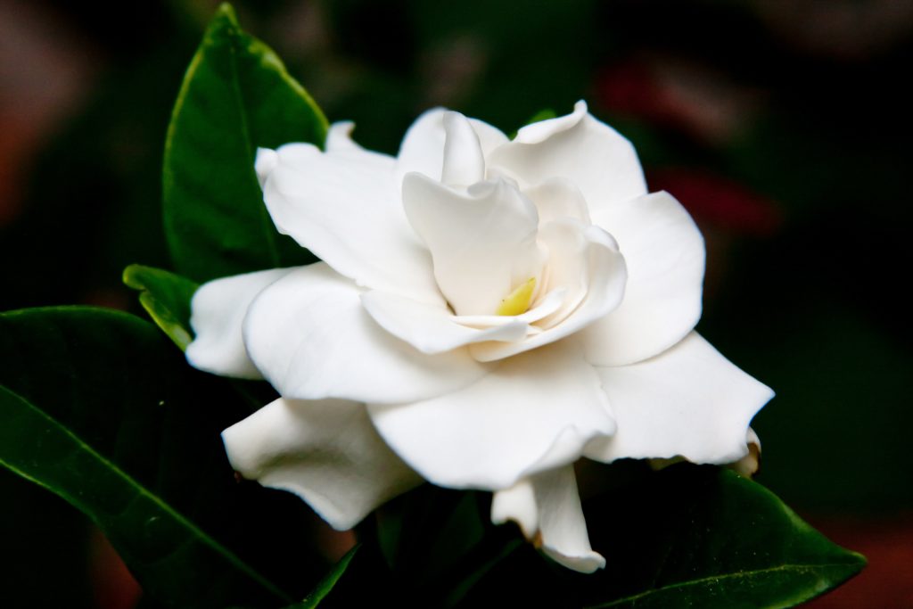 Gardenia: delicata pianta dal profumo tropicale