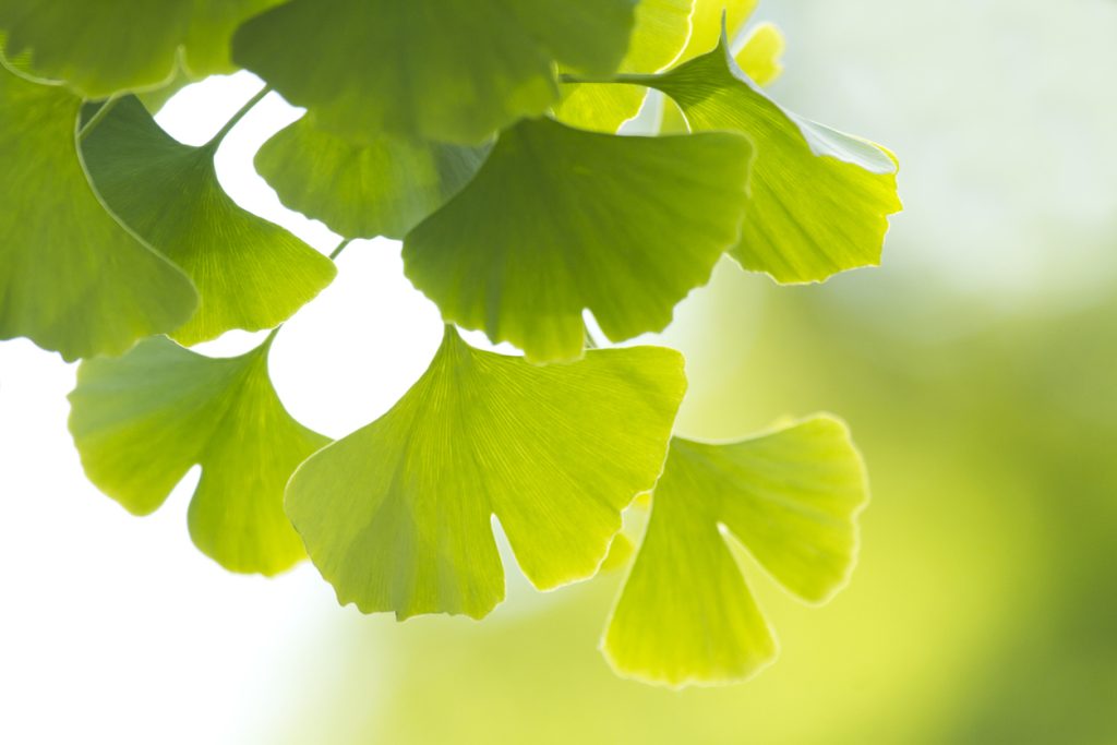 Ginkgo biloba, tra storia e tradizione