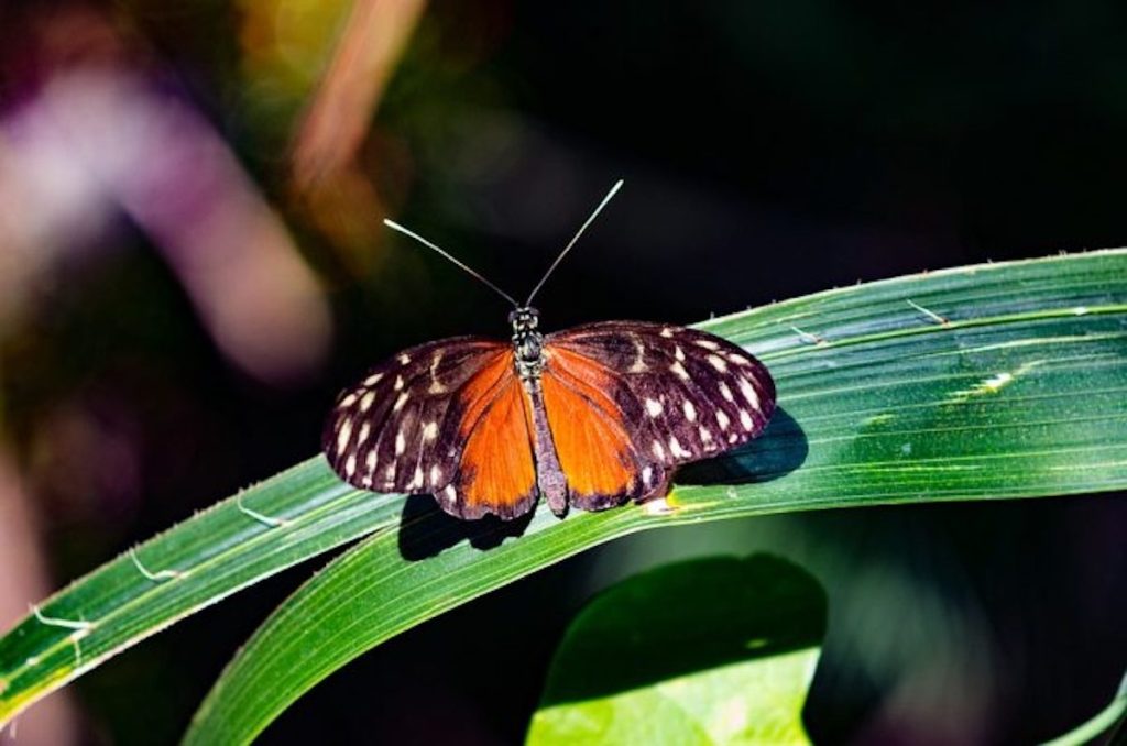 Giornata mondiale della biodiversità. E la UE ha presentato la sua strategia