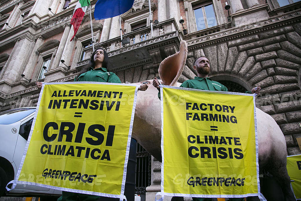 Greenpeace: «Allevamenti intensivi: emettono ammoniaca, inquinano l’aria e ricevono soldi pubblici»