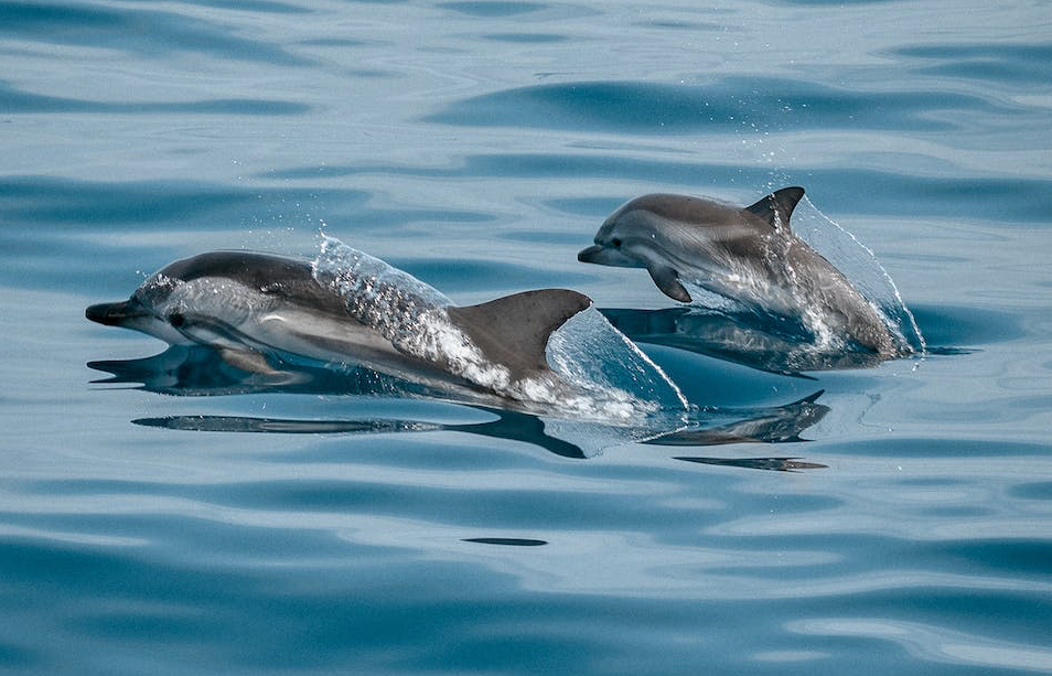 Greenpeace: «Il Mare Adriatico ha bisogno di aree protette»