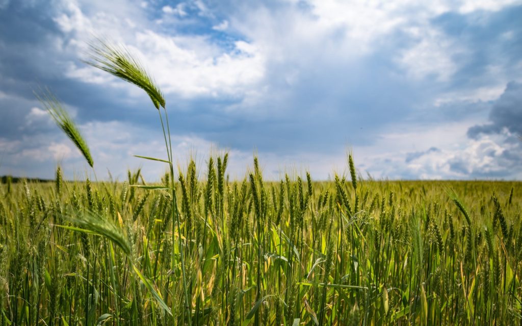 Greenpeace: «Il nostro futuro alimentare nella morsa tra guerra e siccità»