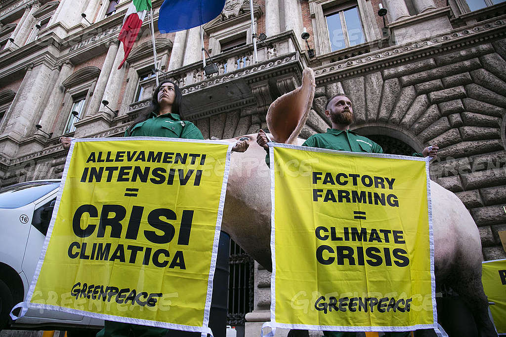 Greenpeace: «L’UE concede il lasciapassare per inquinare agli allevamenti intensivi di bovini»