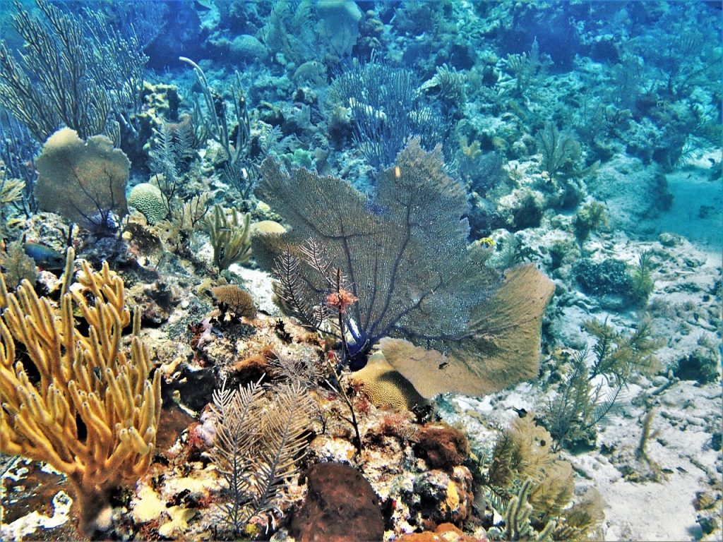 Greenpeace: «La barriera corallina è in pericolo: proteggiamola»