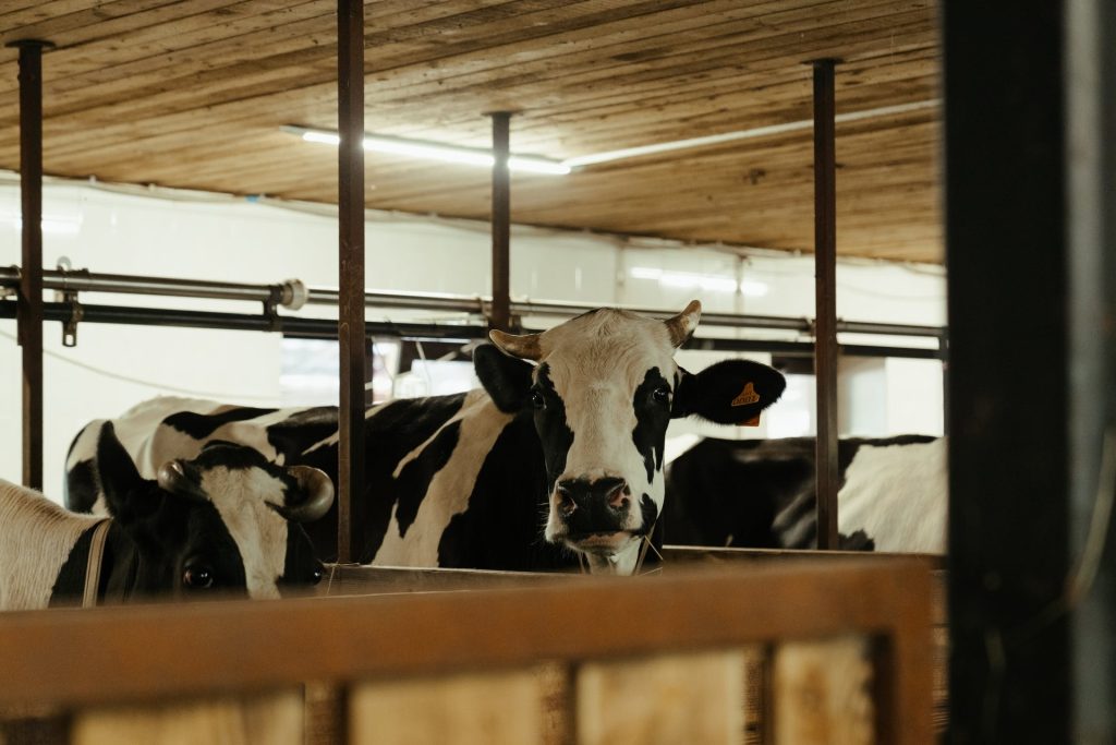 Greenpeace: «Mangiare e produrre meno carne: un cittadino europeo su due è d’accordo»