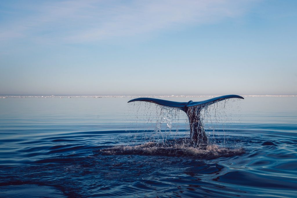 Greenpeace: «Nuovi gasdotti nel Mediterraneo minacciano balene e biodiversità»