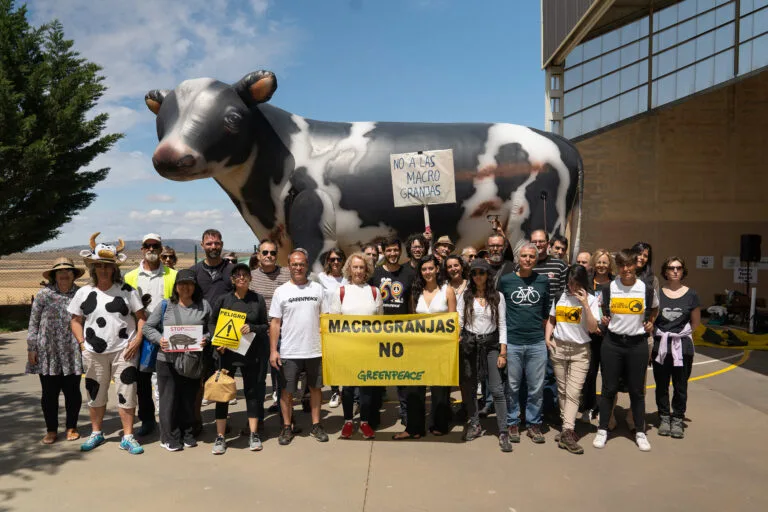 Greenpeace: «Vittoria contro maxi allevamento in Spagna»