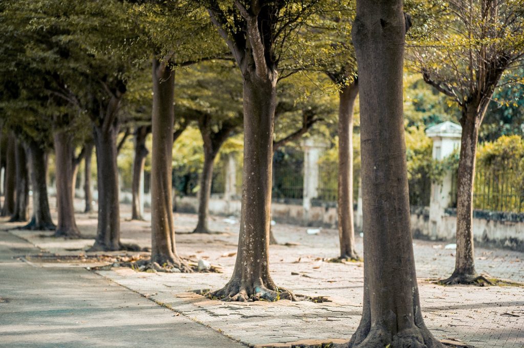 Gruppo di Intervento Giuridico: «Necessarie sanzioni per evitare le capitozzature degli alberi»