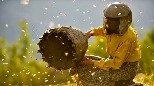 Honeyland: il regno delle api. Un docu-film da vedere