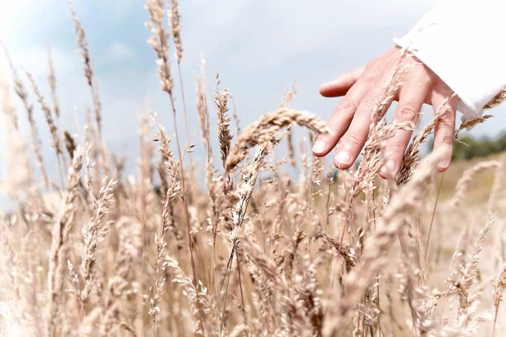 I cereali nell’alimentazione adatta alla menopausa