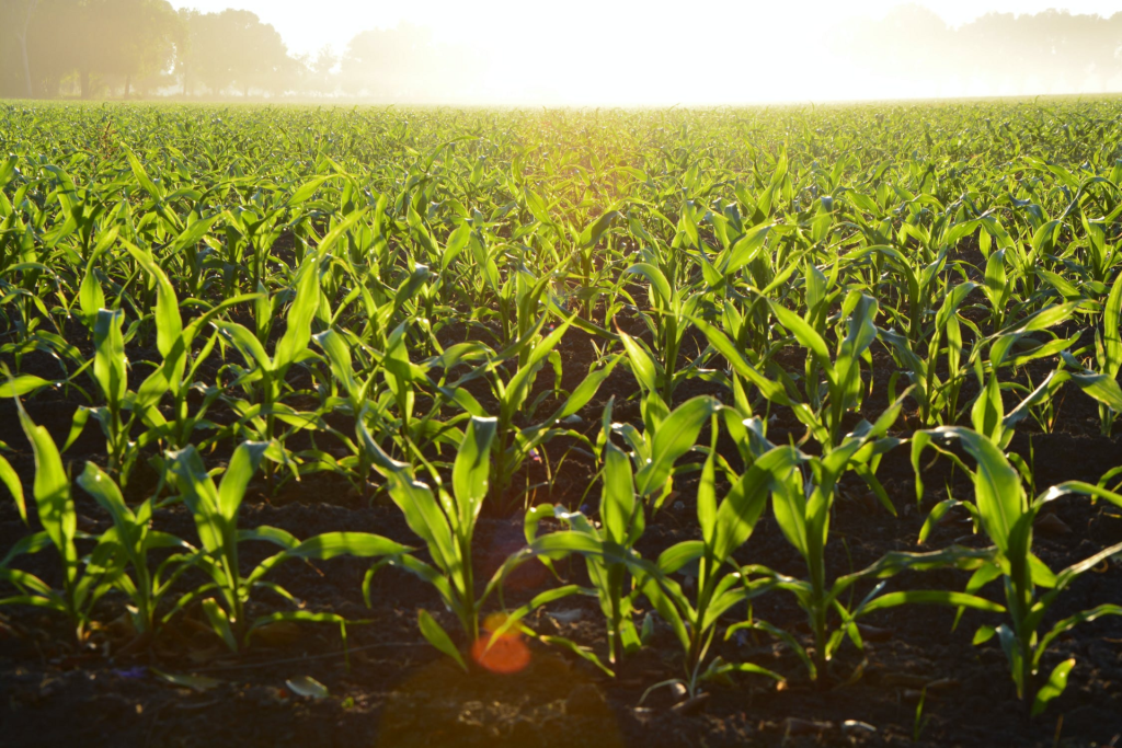 I tre pilastri (più uno) della nuova agricoltura