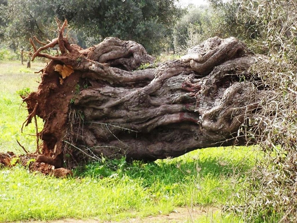 Il Comitato Ulivivo: «Prosegue l’abbattimento di ulivi millenari in Puglia, scelta assurda»