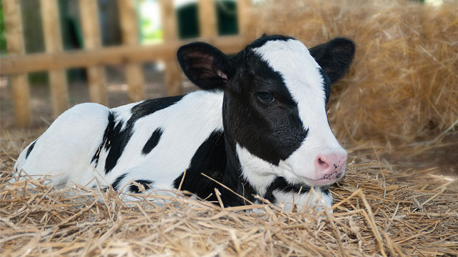 Il Consorzio Grana Padano denuncia l’associazione Essere Animali