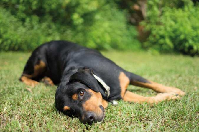 Il cane. Ecco cosa comunica con i suoi comportamenti