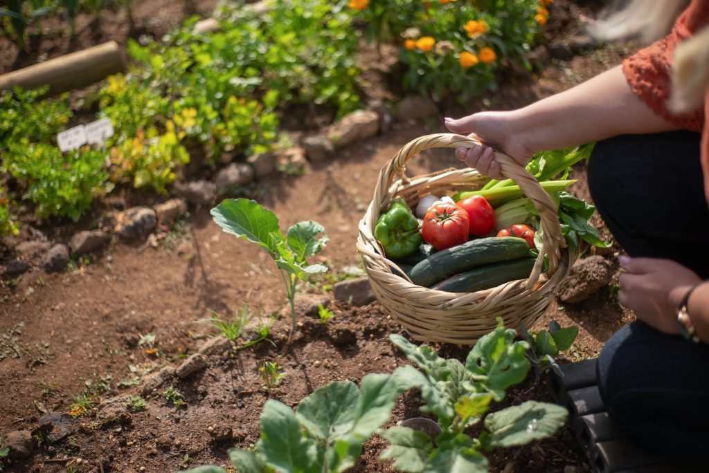 Il cippato e la sua importanza in agricoltura