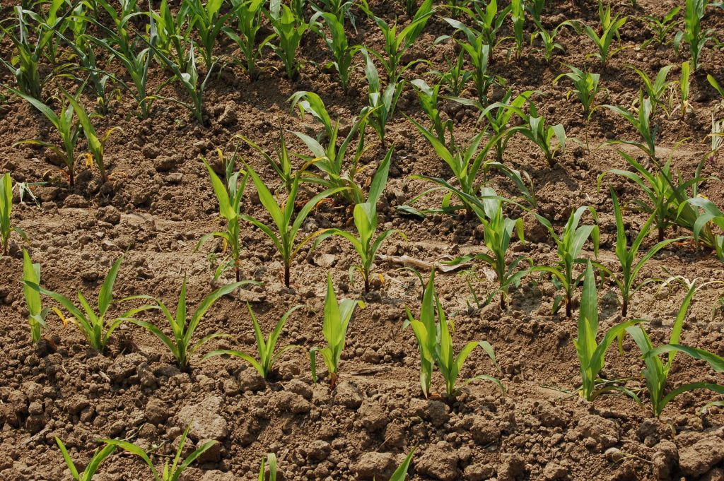 Il glifosato aumenta la resistenza agli antibiotici nel microbioma del suolo