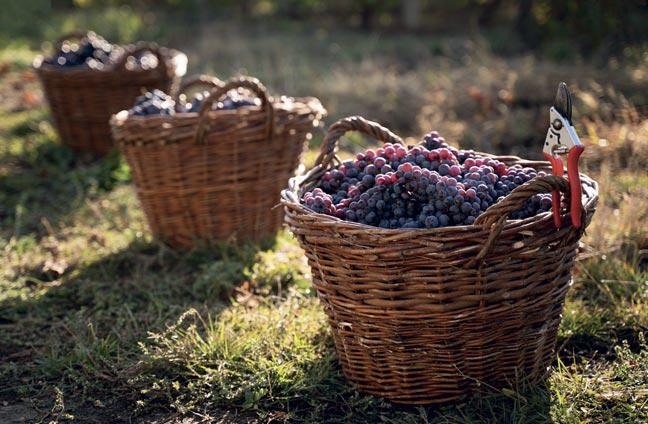 Il manifesto per il vino buono, pulito e giusto