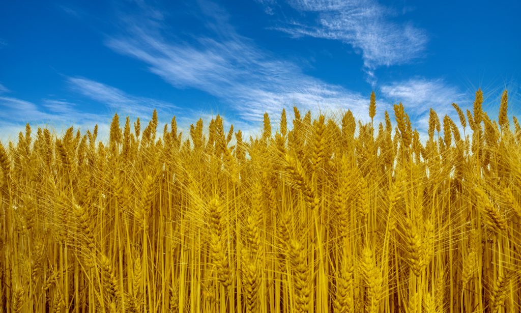 Il prezzo della guerra sull’agricoltura italiana