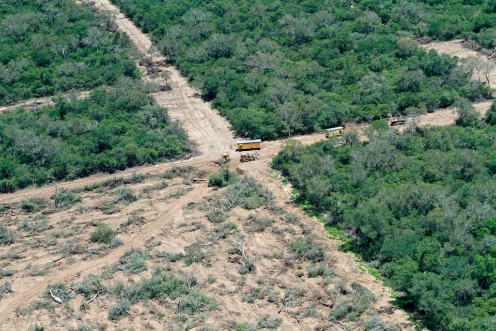 Il rapporto di 4 Ong: «Nei mangimi per il bestiame la soia da aree deforestate»