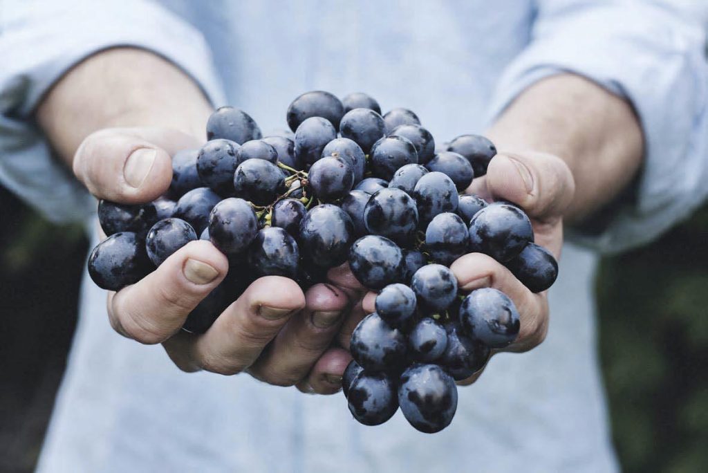 Il vino buono, pulito e giusto