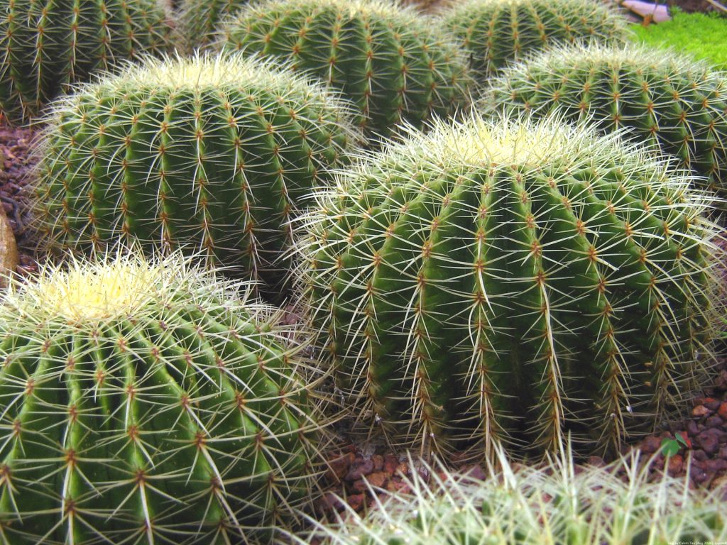 Impariamo a coltivare il cactus