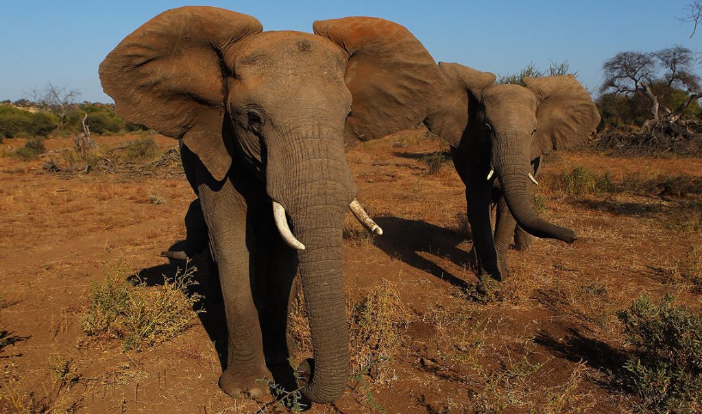 In Botswana si battono all’asta le licenze per uccidere gli elefanti. Protesta degli animalisti