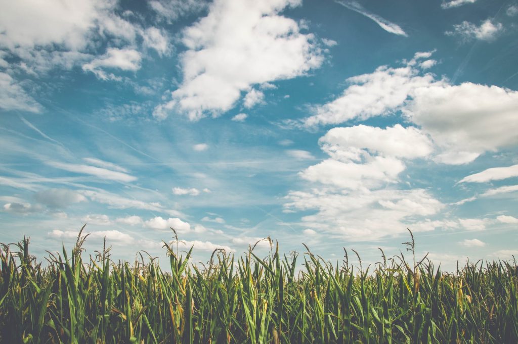 L’agricoltura biologica in aiuto alla biodiversità