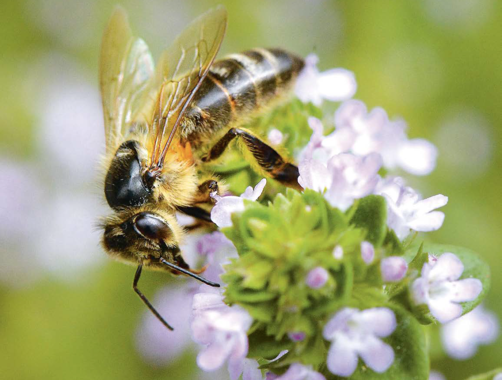 L’alveare? Meglio se biologico