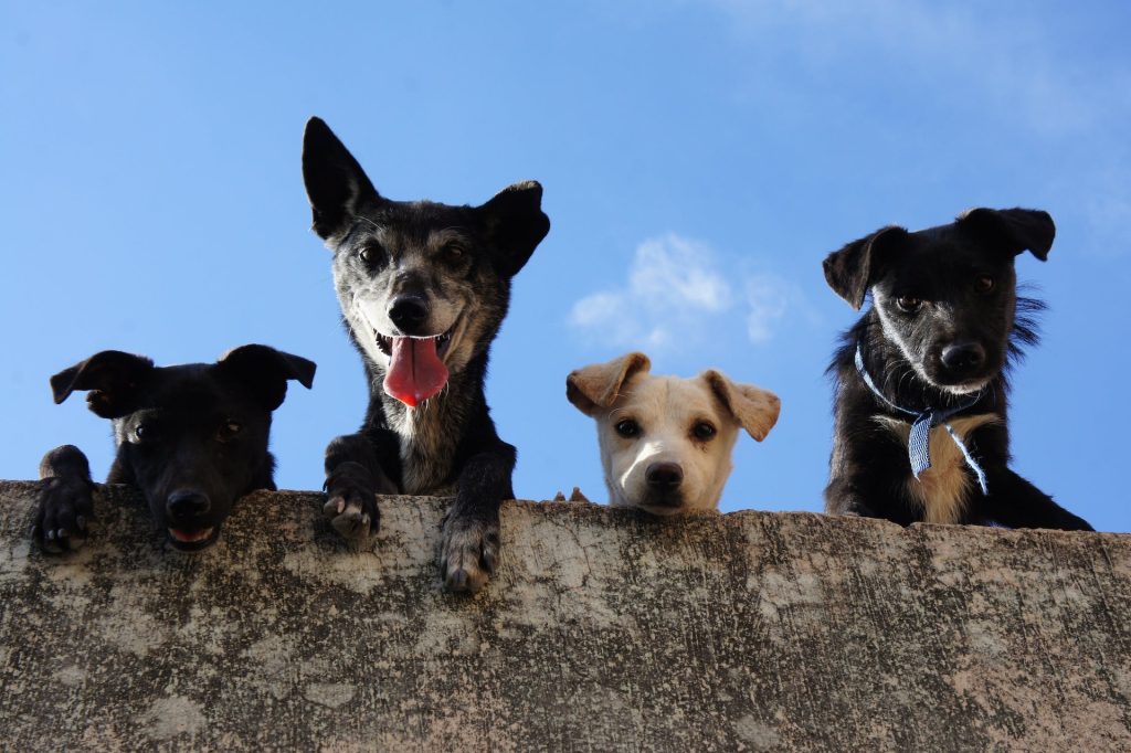 “La medicina veterinaria che vorrei”: a giugno il convegno