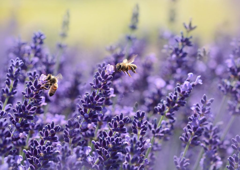 La permapicoltura per gestire in modo naturale l’alveare