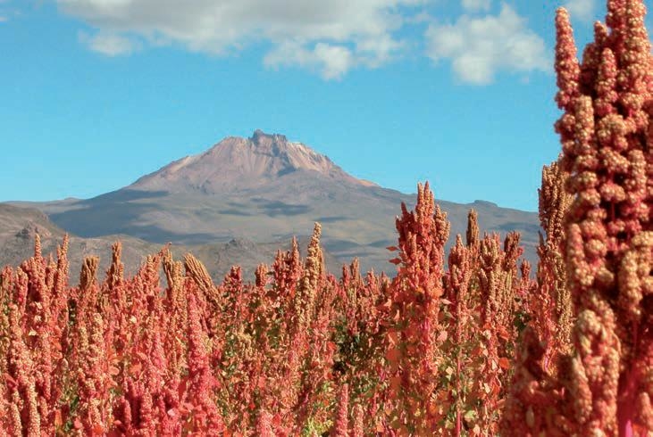 La quinoa: origini e proprietà