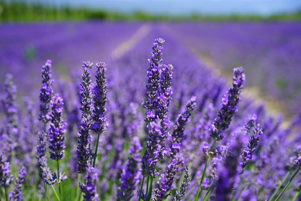 La ricetta del balsamo alla lavanda