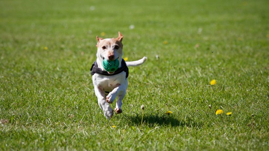 Le 5 regole d’oro per lasciare il cane libero di esprimersi