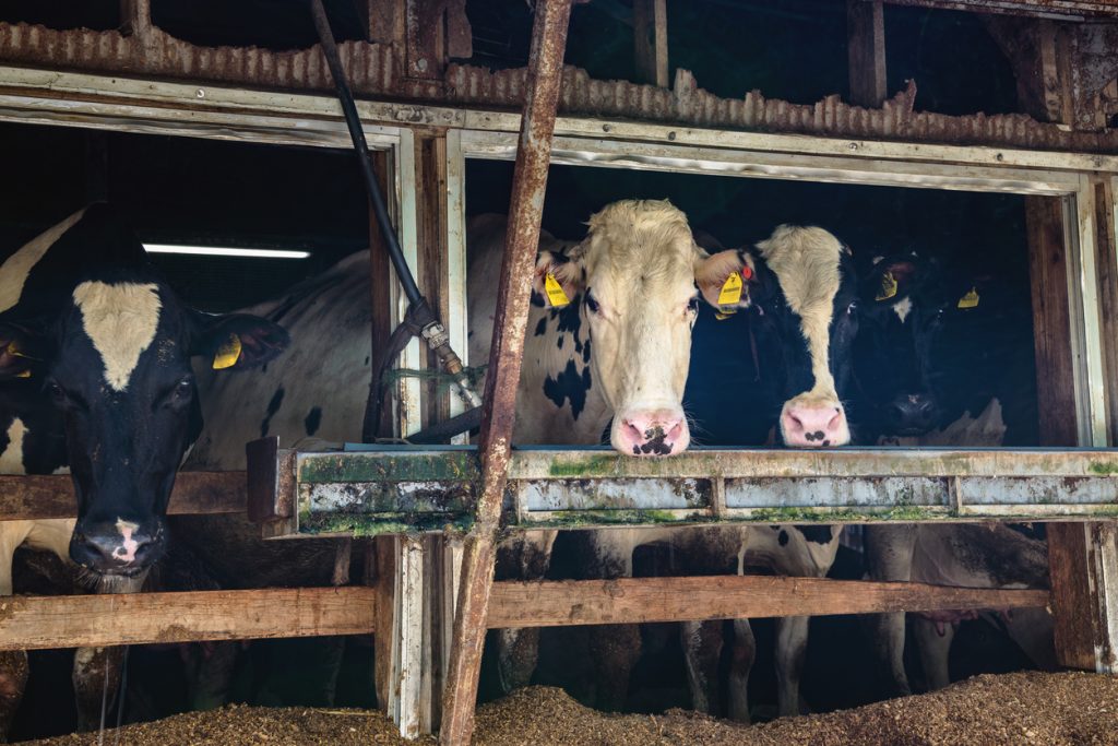 Le agromafie affossano l’agricoltura