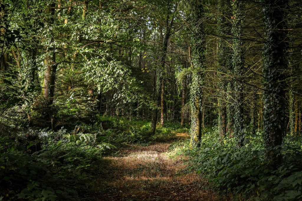 Le origini della pedagogia del bosco e la connessione con l’ambiente