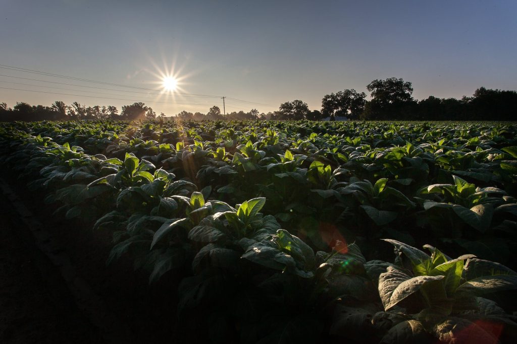 «Le politiche agricole comunitarie frutto di un negoziato al ribasso»