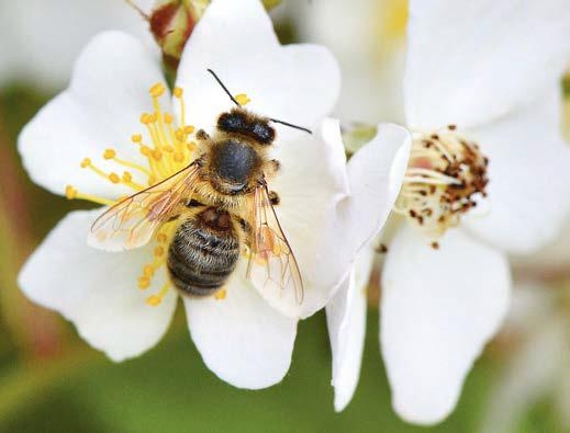 Le principali specie di api domestiche