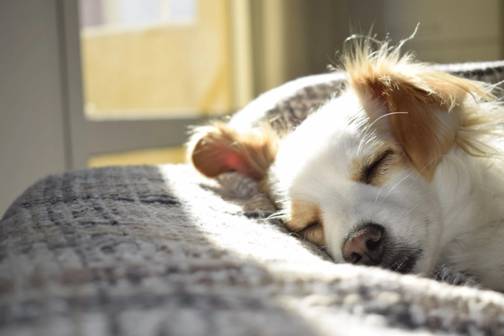 Le pulci nei cani: prevenzione e rimedi naturali