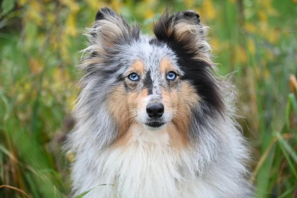 Le pulci nel cane: combatterle con l’aiuto delle piante