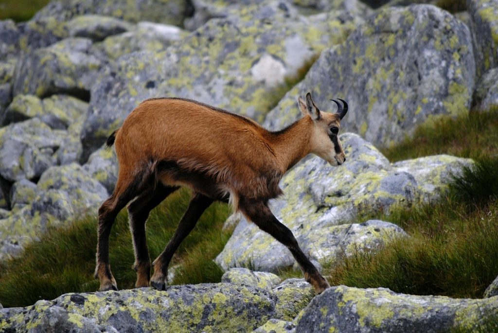 Legambiente: «In Italia tutelato solo l’1,1% della fauna selvatica, legge anacronistica»