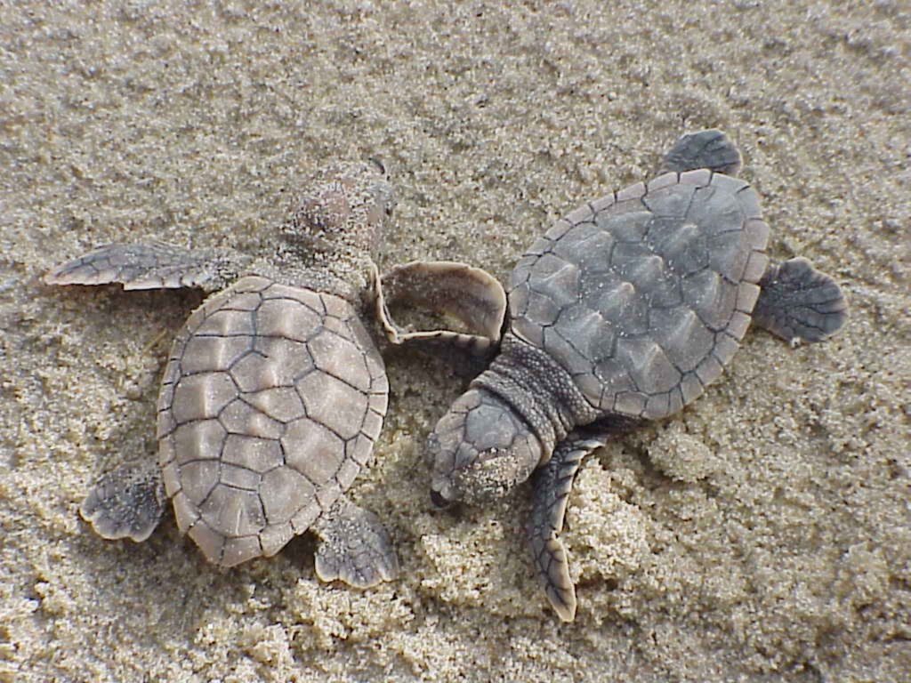 Legambiente: «Record di nidi per le tartarughe Caretta Caretta»