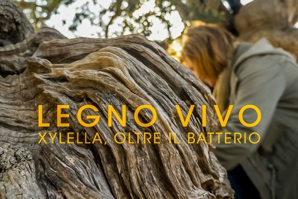 “Legno Vivo. Xylella, oltre il batterio”: il docu-film si guarda gratis